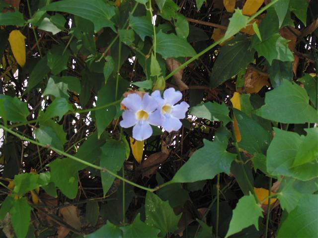 Thunbergia_grandiflora2