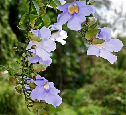 Thunbergia_laurifolia