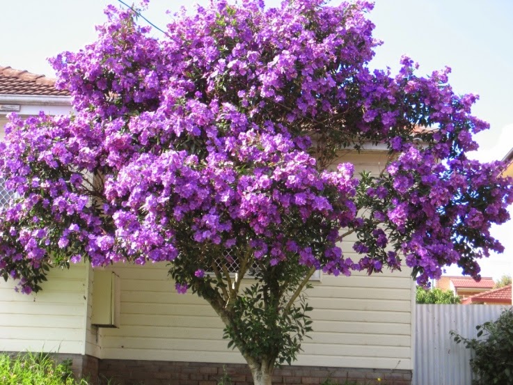 Tibouchina granulosa