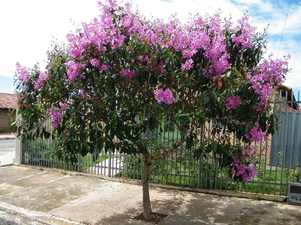 Tibouchina granulosa