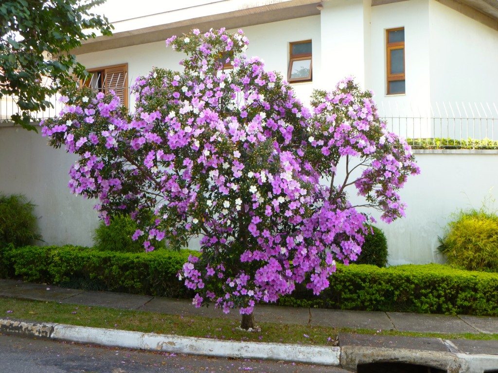 Tibouchina mutabilis