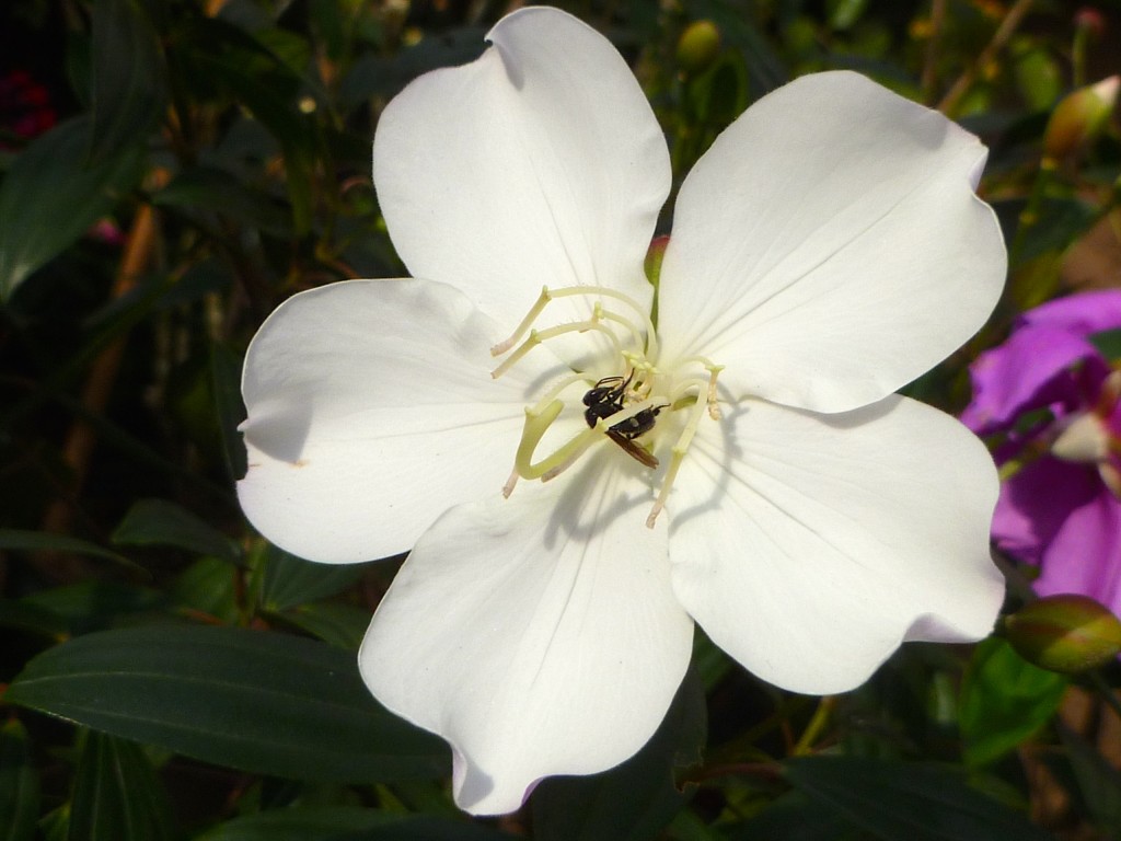 Tibouchina