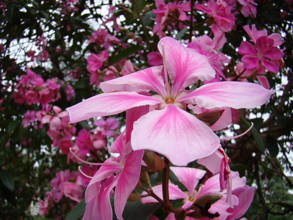 Tibouchina_granulosa_var._Kathleen 