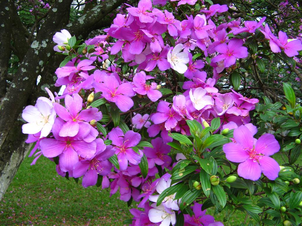 Tibouchina_mutabilis