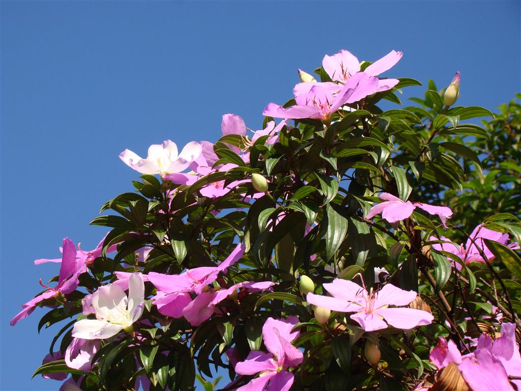 Tibouchina_mutabilis_i