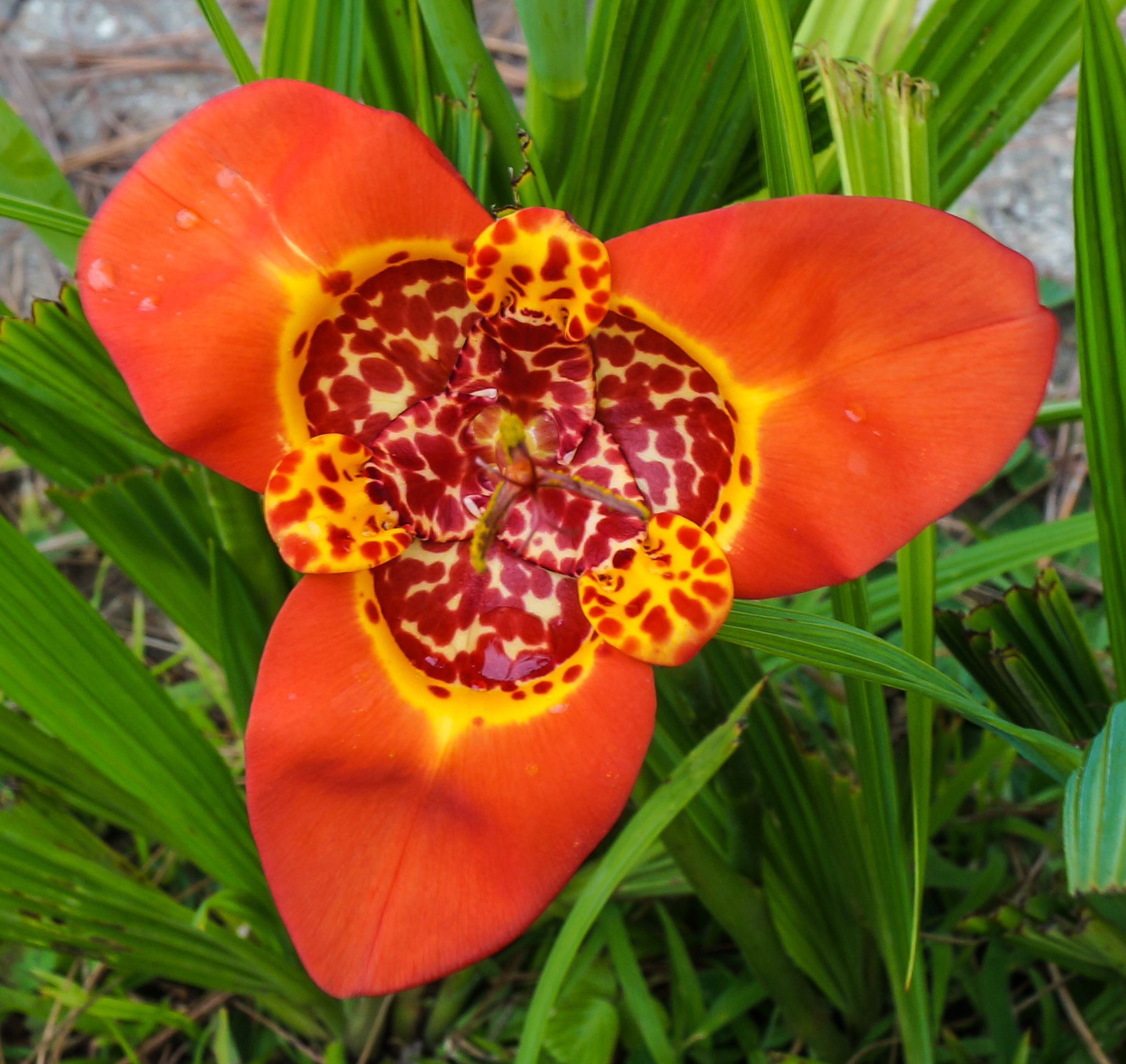 Tigridia_pavonia_II