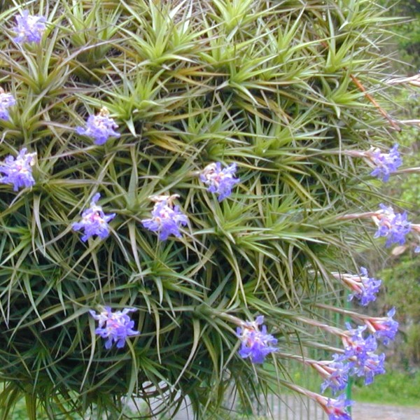 Tillandsia-Bergeri-5