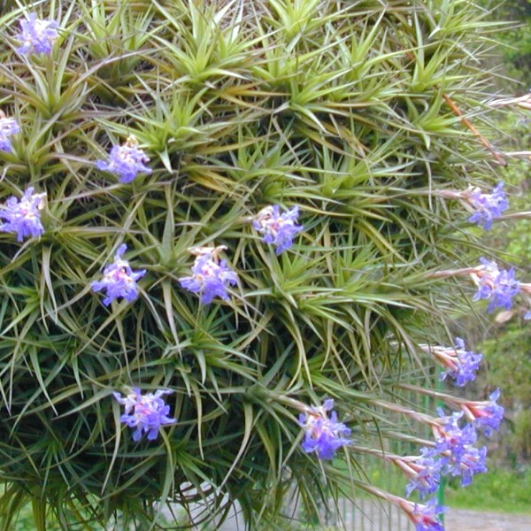 Tillandsia-Bergeri-5