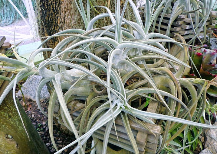 Tillandsia Caput Medusae1