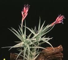 Tillandsia aeranthus