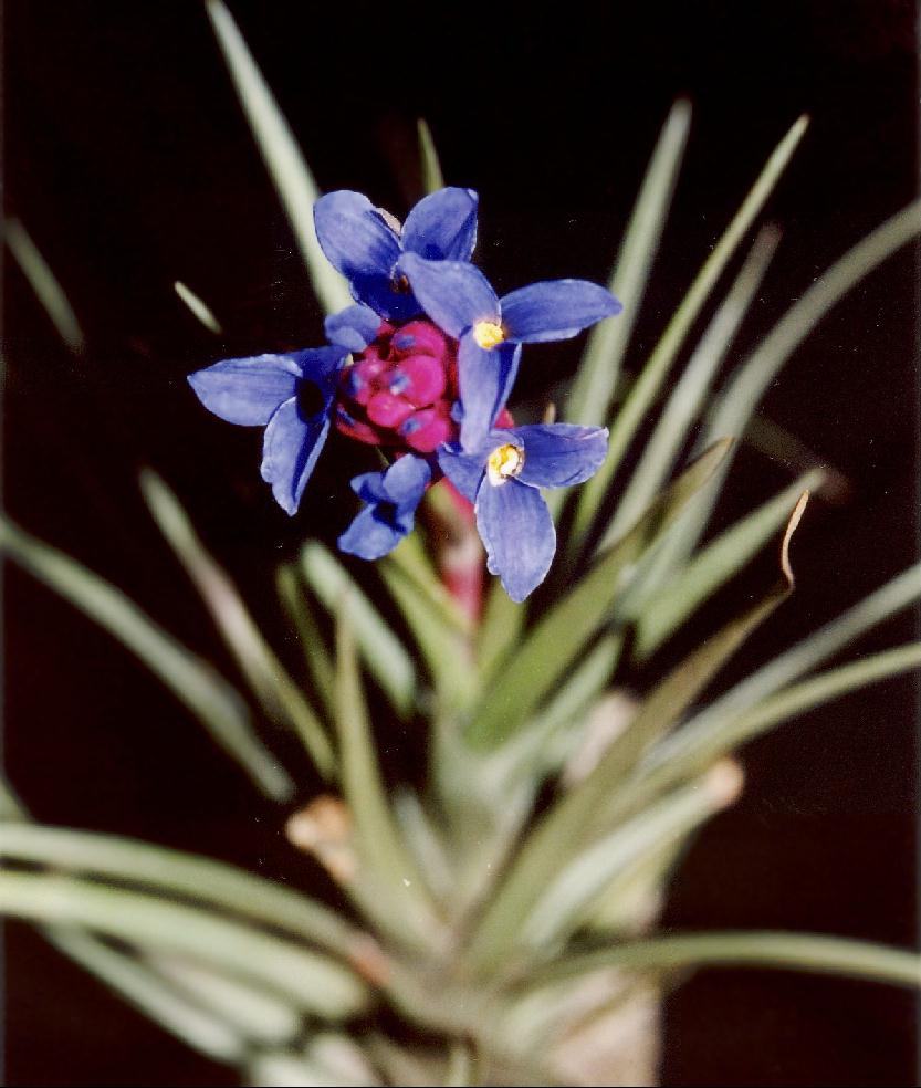 Tillandsia aeranthus