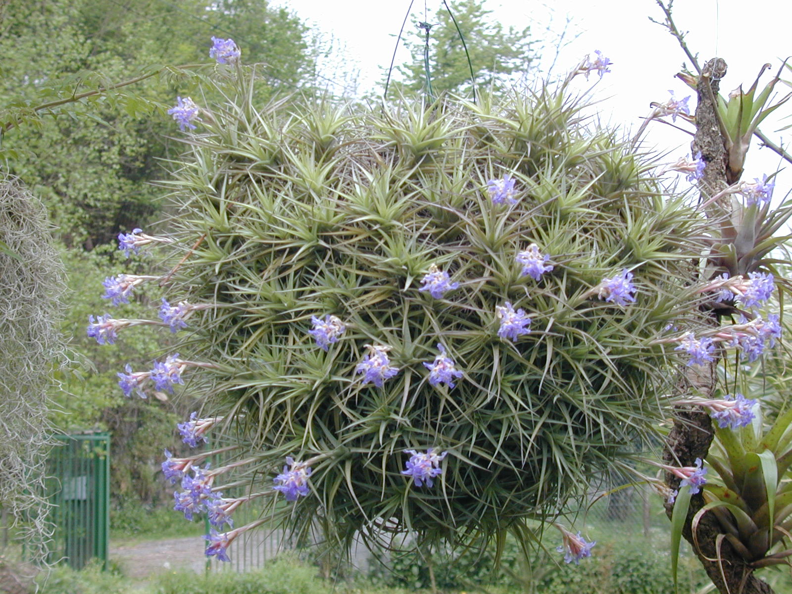 Tillandsia bergeri