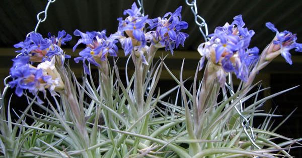 Tillandsia bergeri_YY