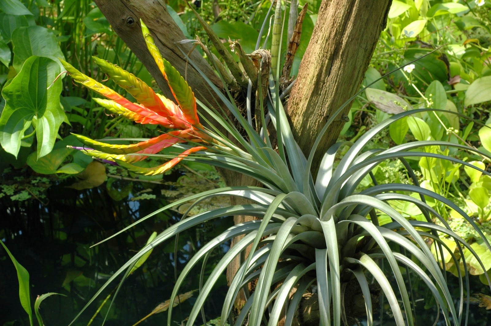 Tillandsia fasciculata