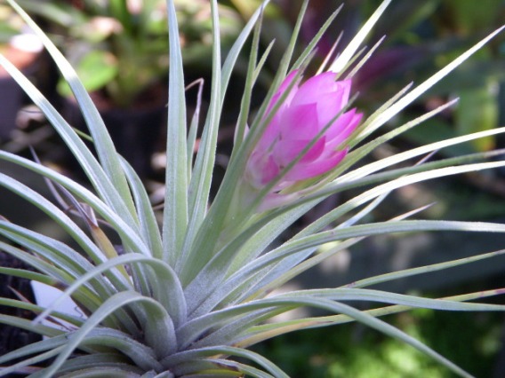 Tillandsia stricta