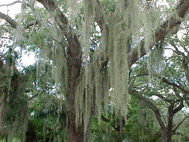 Tillandsia usneoides L. _III