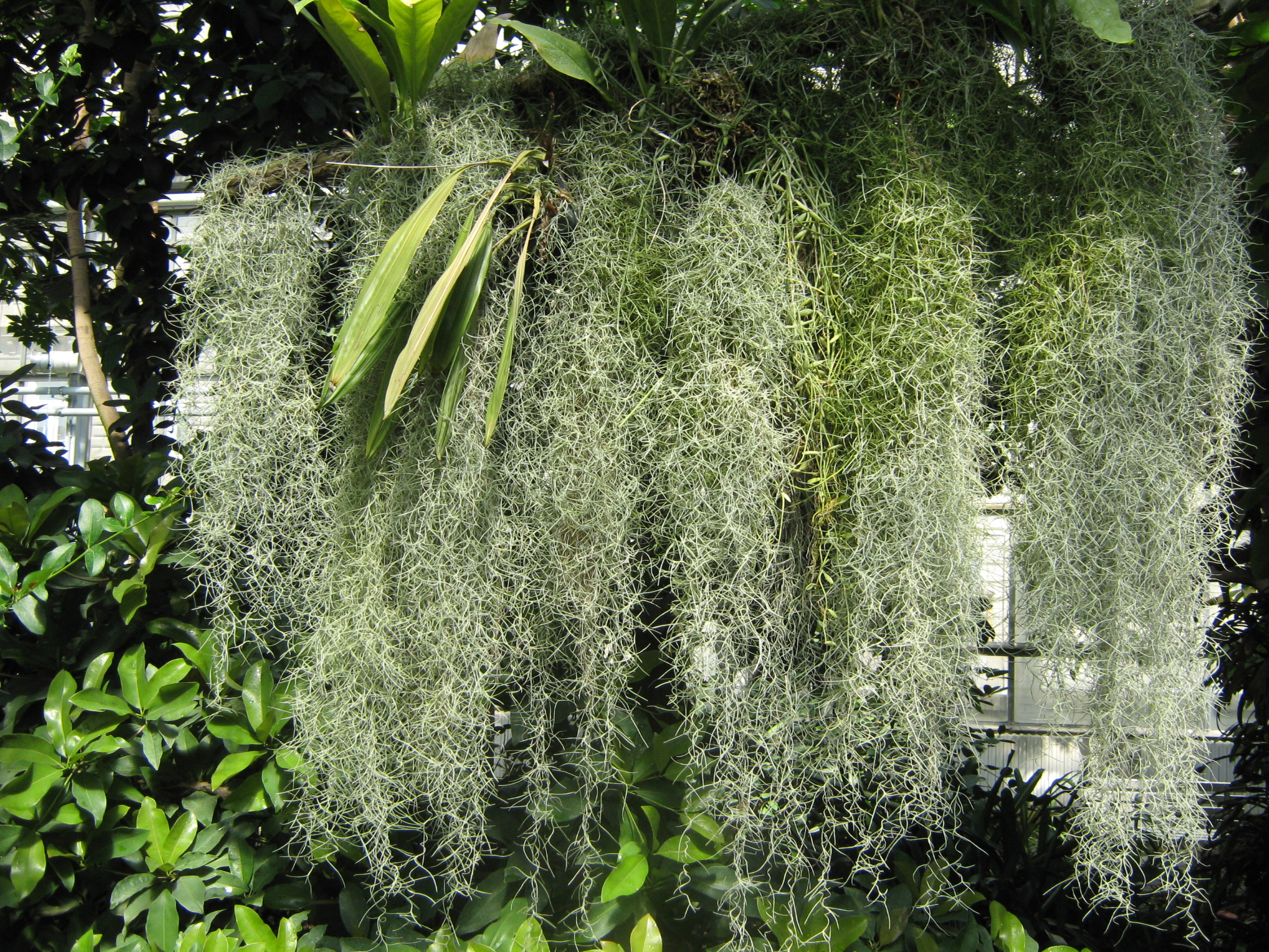 Tillandsia usneoides L.