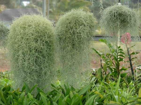 Tillandsia usneoides