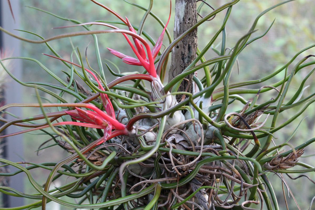 Tillandsia_bulbosa