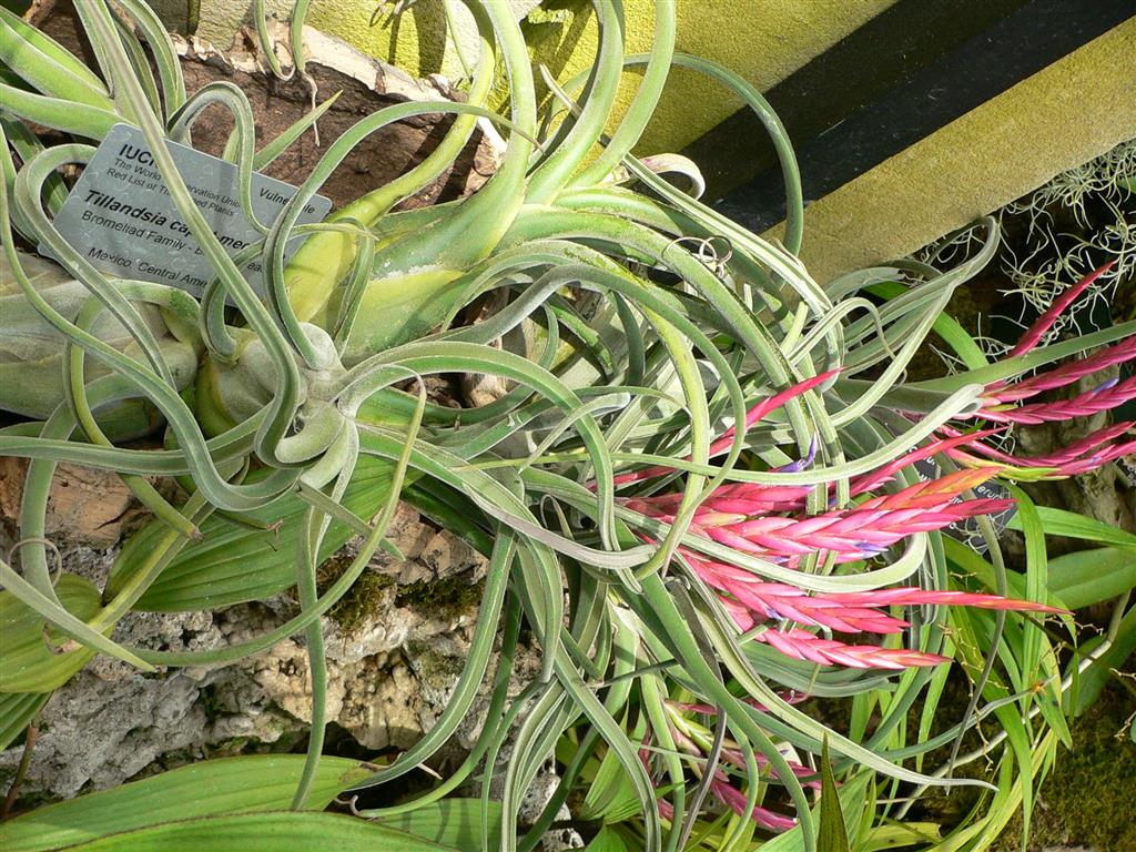 Tillandsia_caput-medusae