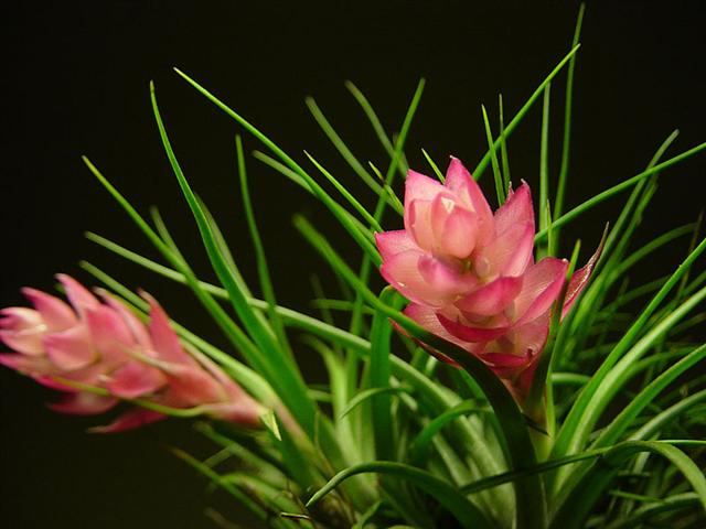 Tillandsia_stricta (Small)