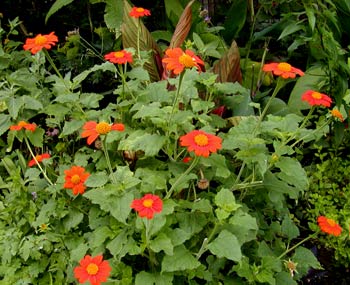 Tithonia rotundifolia