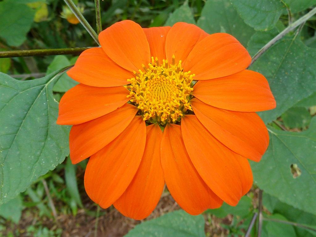 Tithonia rotundifolia