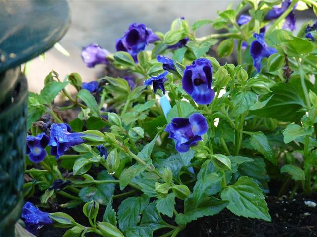 Torenia-fournieri