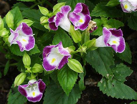 Torenia-fournieri1