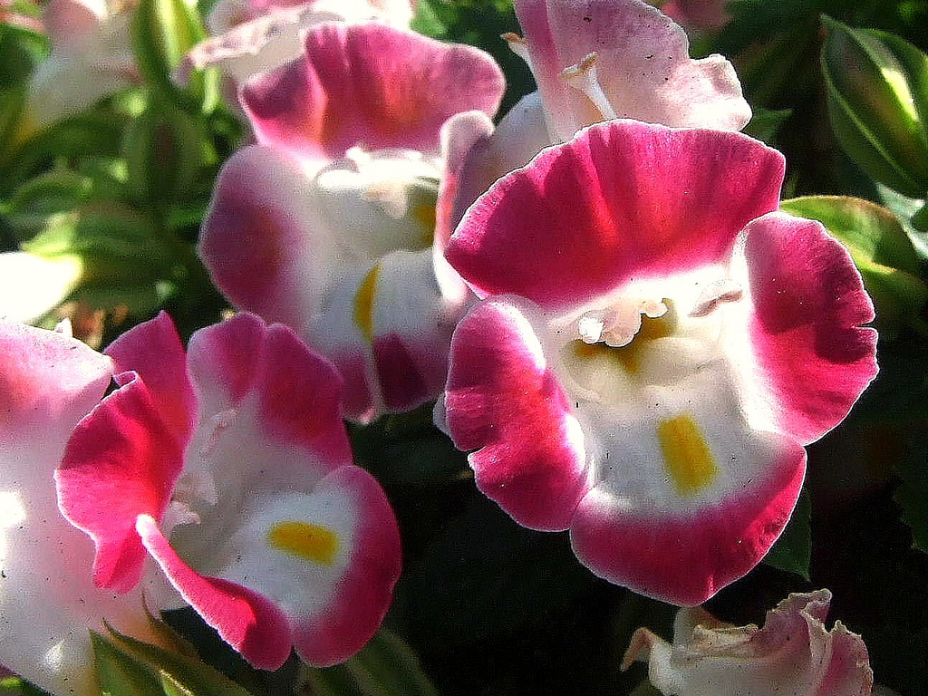 Torenia fournieri123