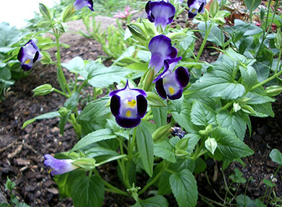 Torenia fournieri