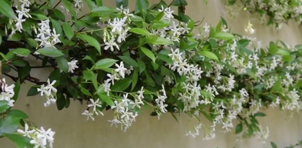 Trachelospermum jasminoides-1