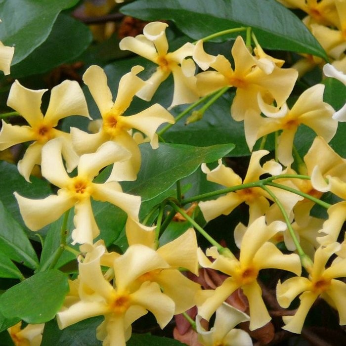 Trachelospermum jasminoides yellow