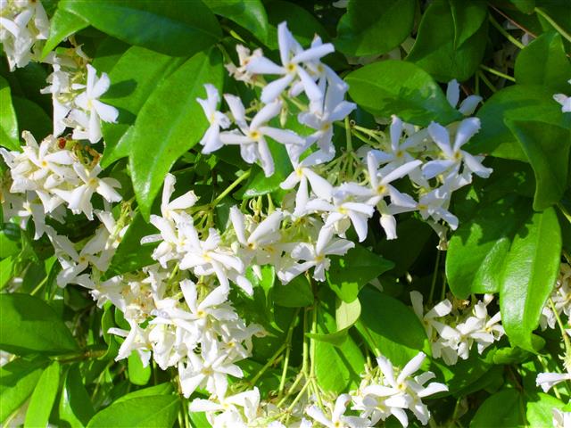 Trachelospermum jasminoides