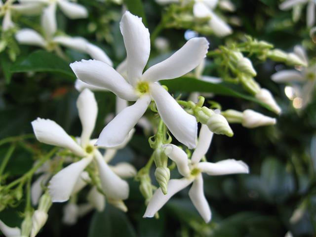 Trachelospermum_jasminoides 