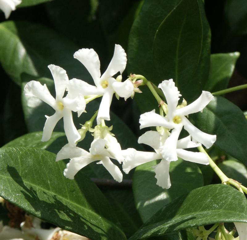 Trachelospermum_jasminoides12