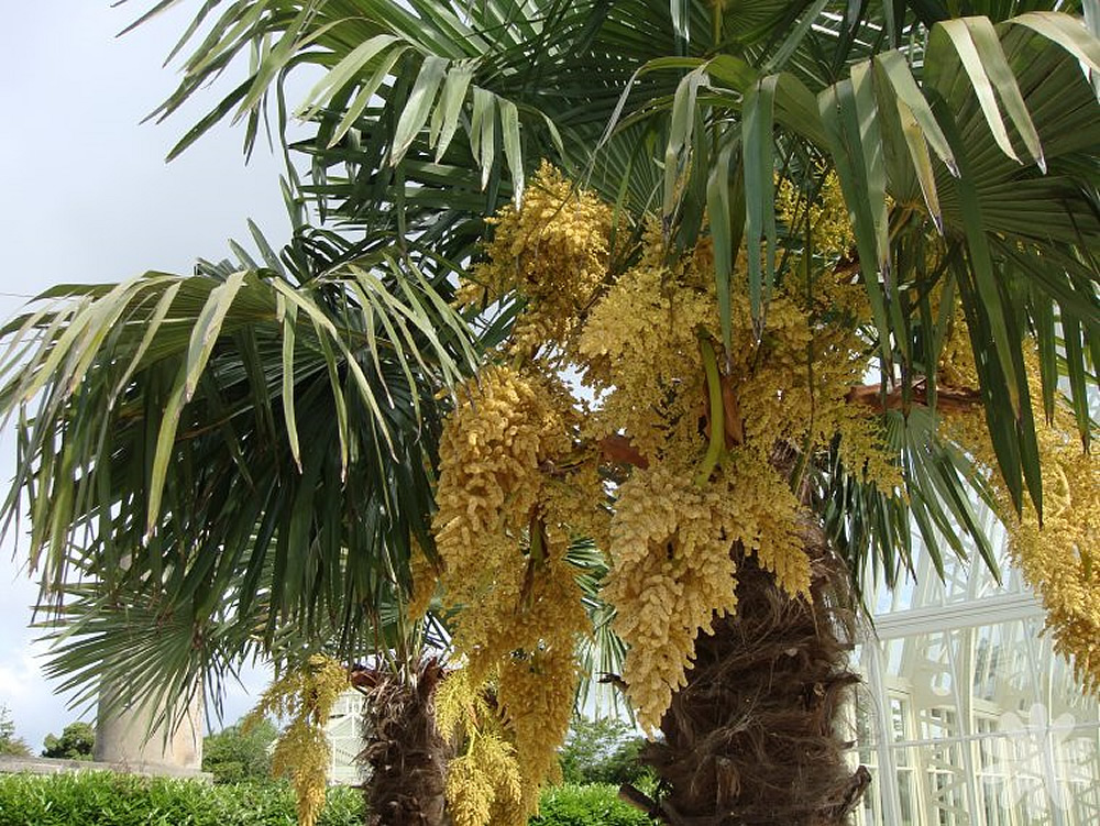 Trachycarpus-fortunei-inflorescencia