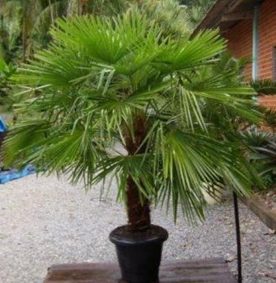 Trachycarpus_fortunei