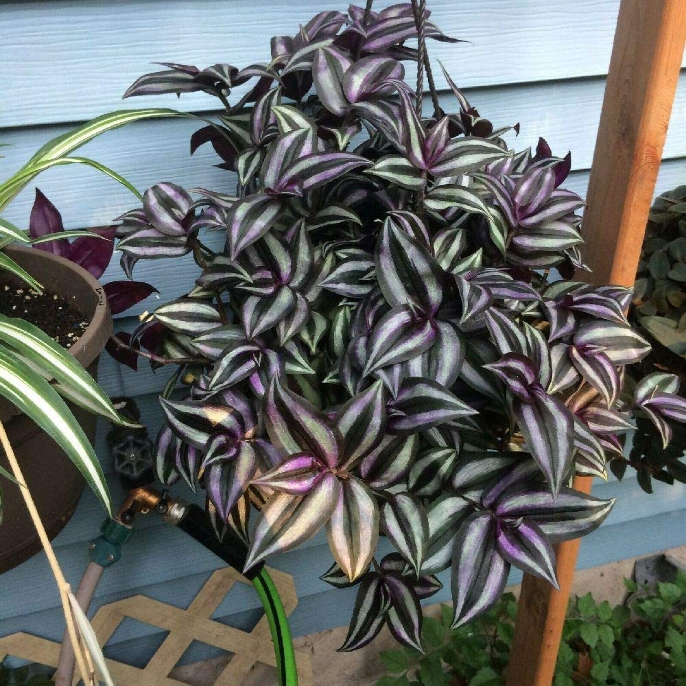 Tradescantia Zebrina