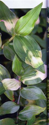 Tradescantia fluminensis