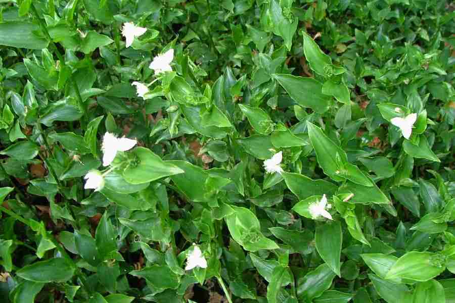 Tradescantia fluminensis