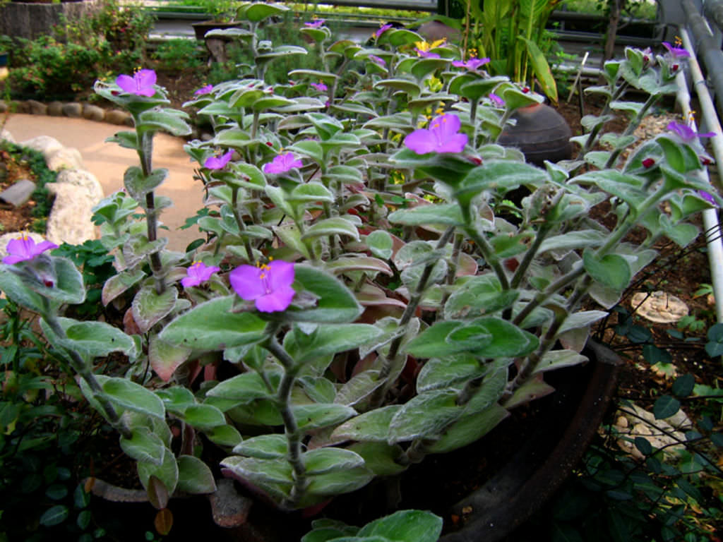 Tradescantia-sillamontana