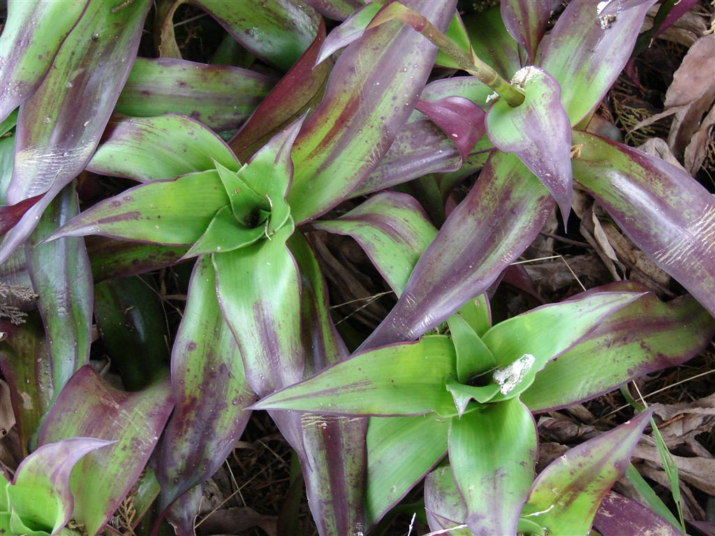 Tradescantia sp. 