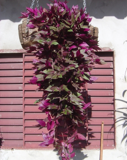 Tradescantia zebrina