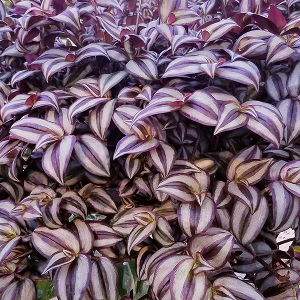 Tradescantia zebrina