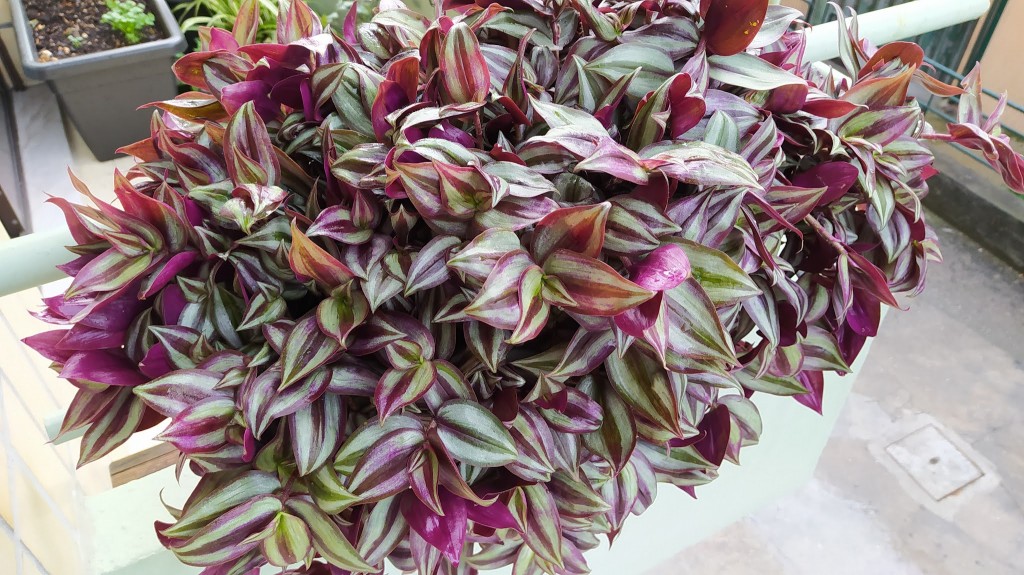 Tradescantia zebrina5