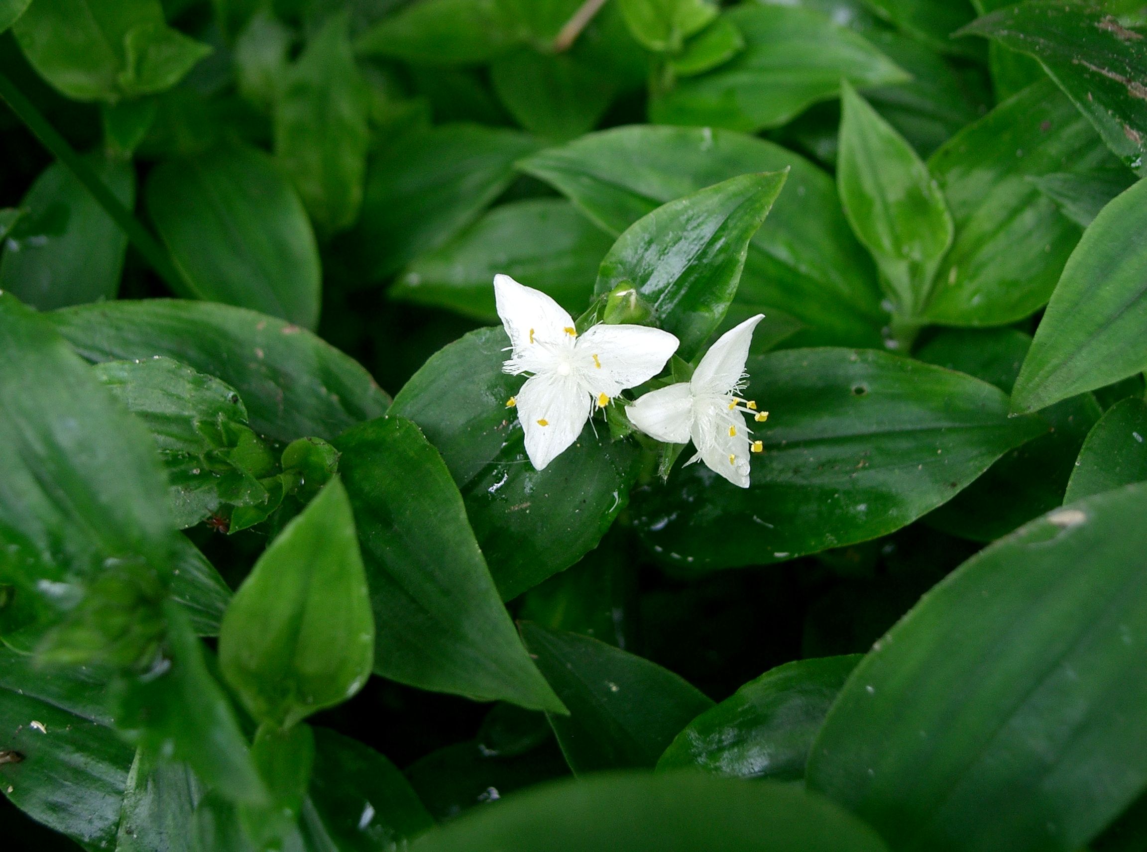 Tradescantia_fluminensis2