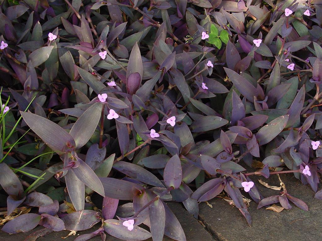 Tradescantia_pallida_D