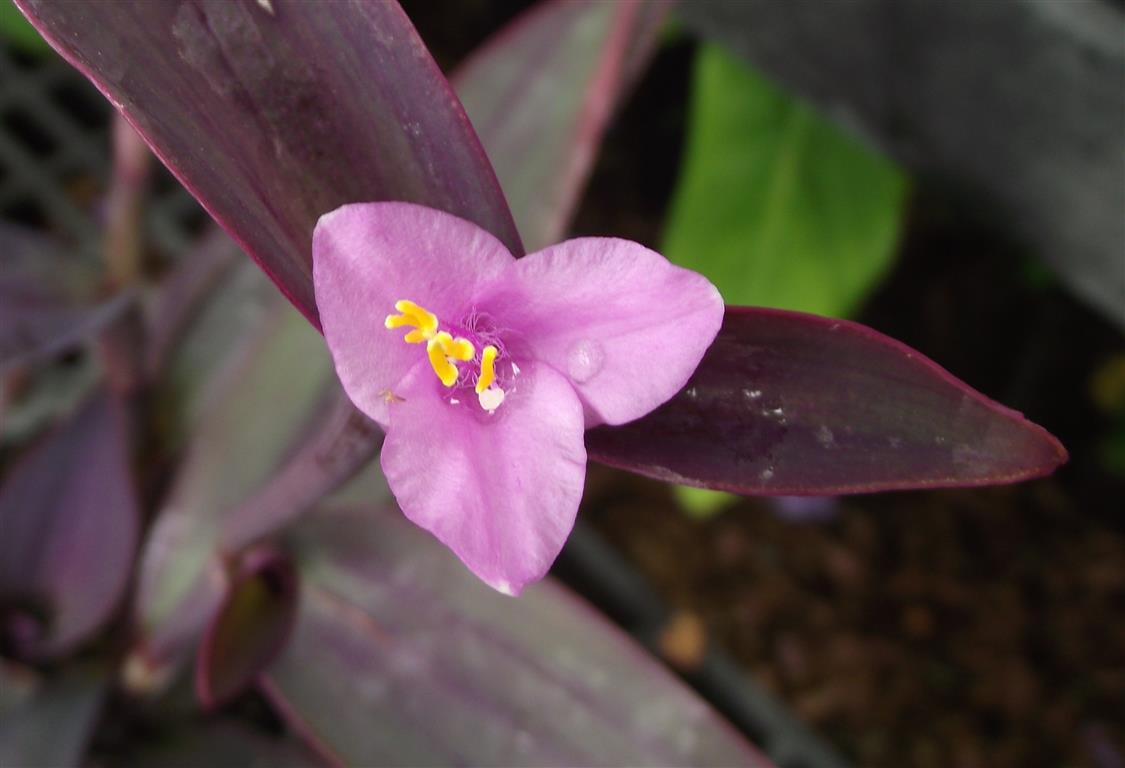 Tradescantia_pallida_flor