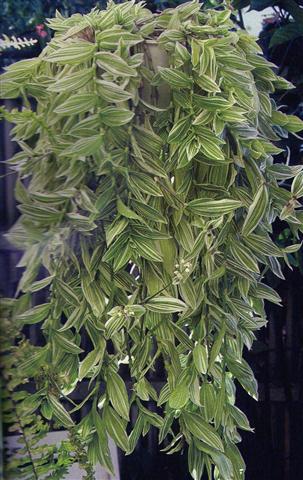 Trandescantia fluminensis 'Albovitatta'